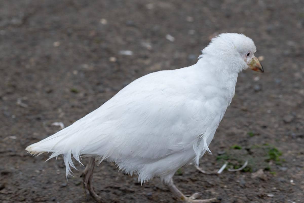 potret snowy sheathbill berparuh selubung salju