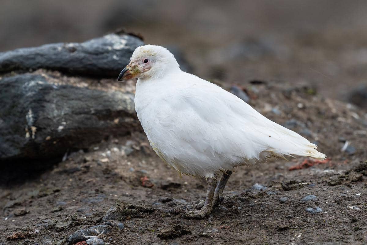 potret snowy sheathbill burung darat sejati