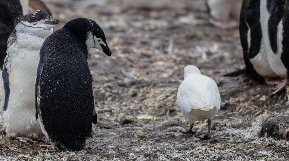 potret snowy sheathbill penumpang gelap koloni penguin