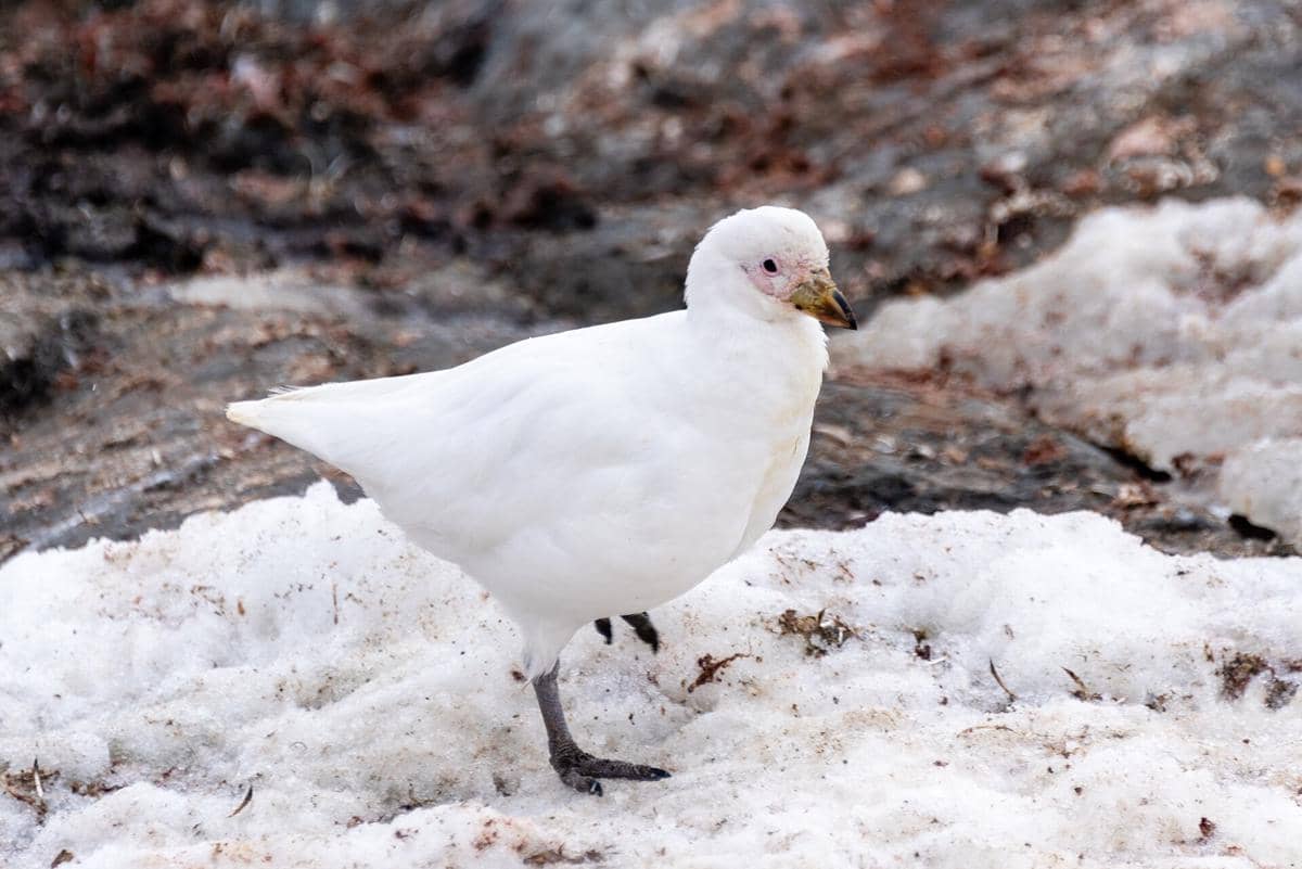 6 Fakta Mencengangkan Snowy Sheathbill, Burung Terjorok di Antarktika