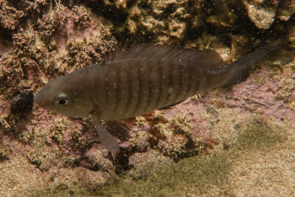ikan luderick