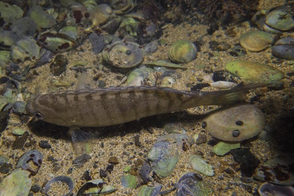ikan luderick