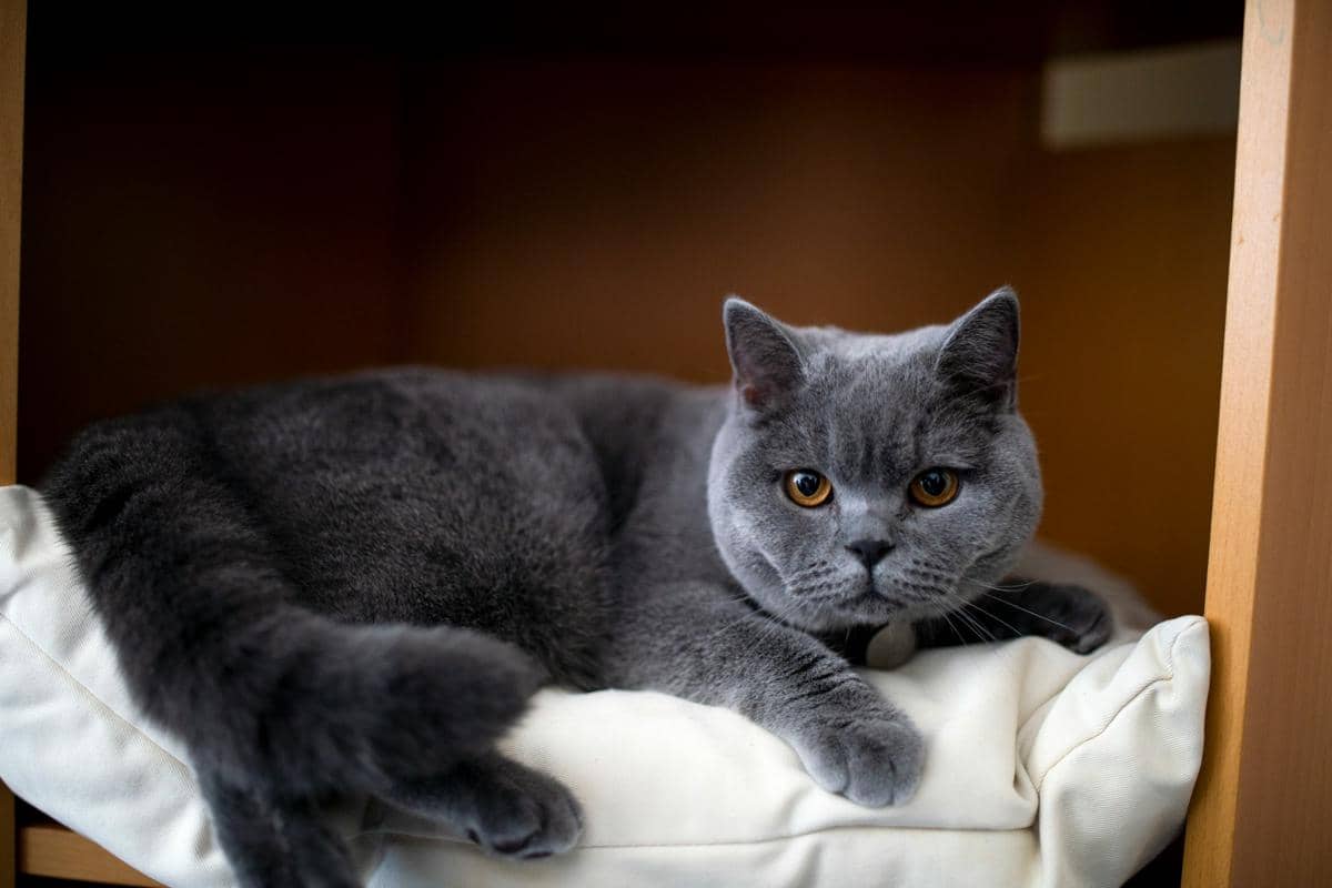 ilustrasi kucing British Shorthair