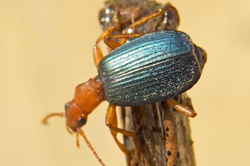 Bombardier Beetle