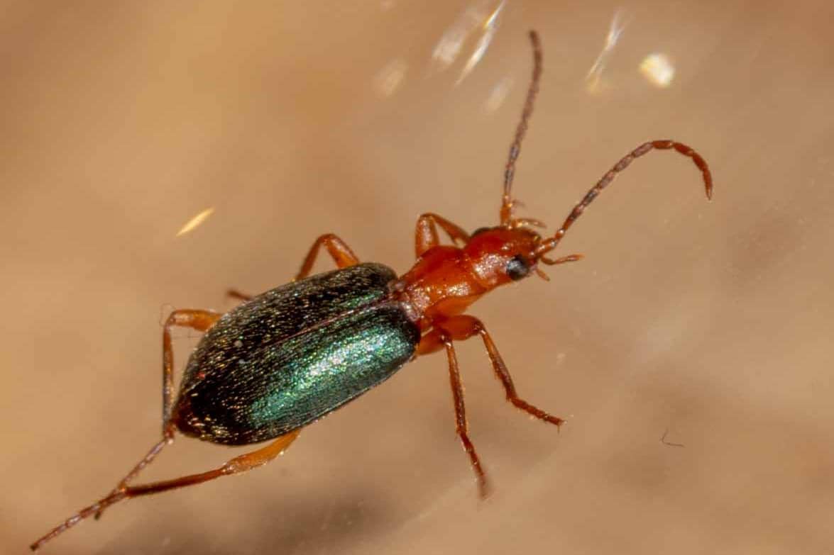 Bombardier Beetle