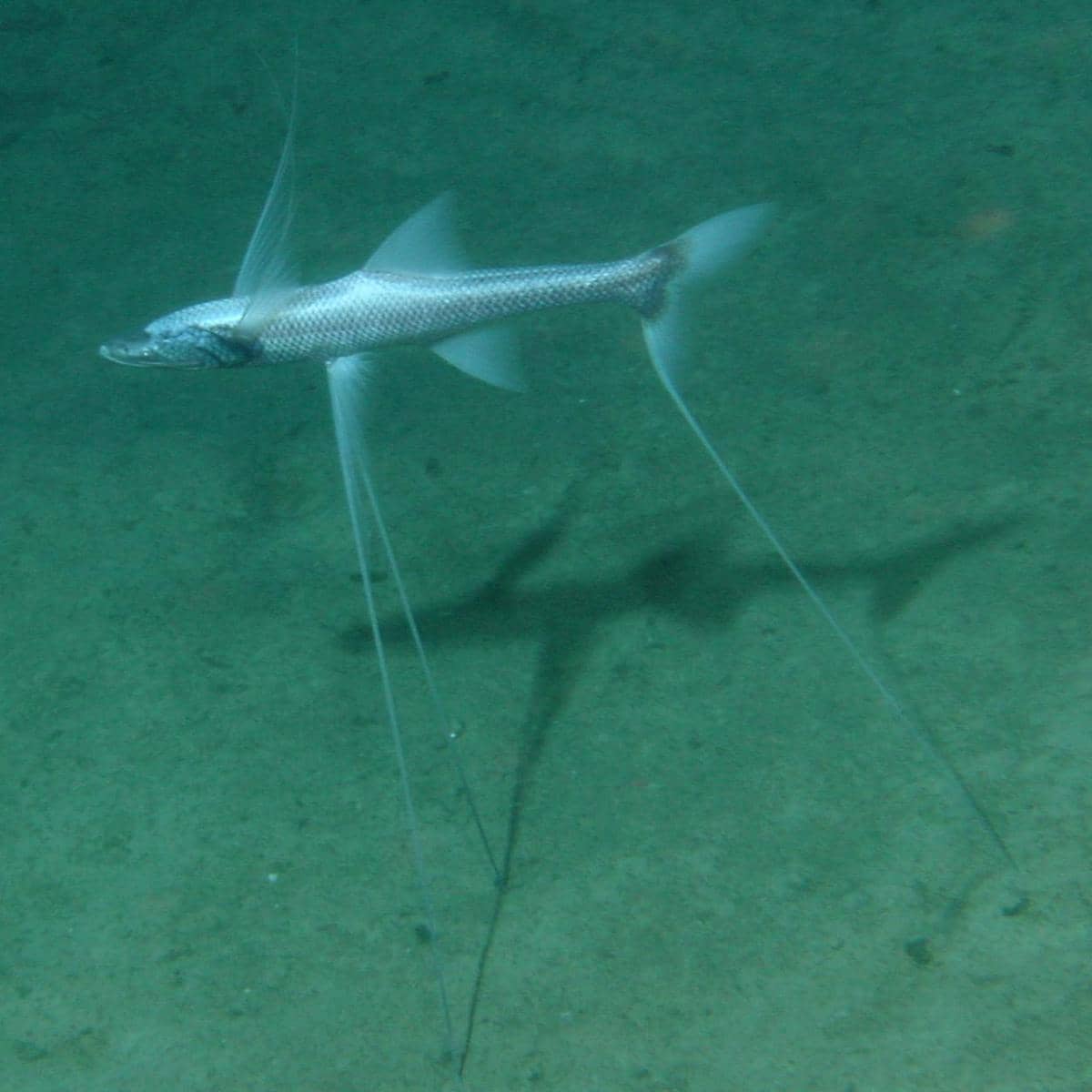 sirip panjang ikan tripod berfungsi seperti kaki, membuatnya bisa berdiri di dasar laut.