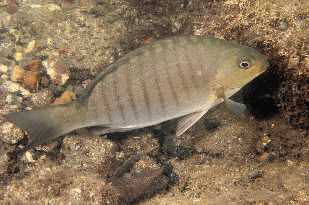 ikan luderick