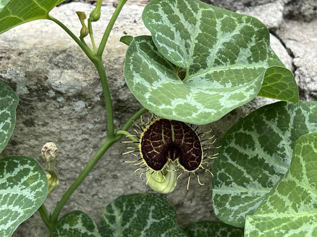 Bunga Aristolochia fimbriata