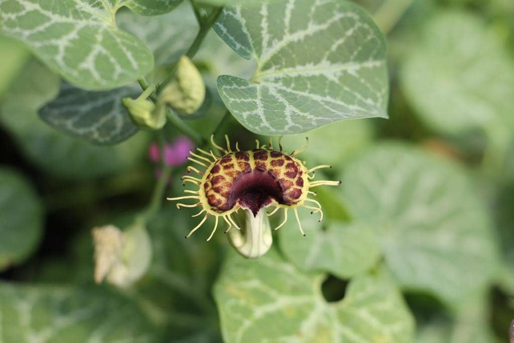Bunga Aristolochia fimbriata