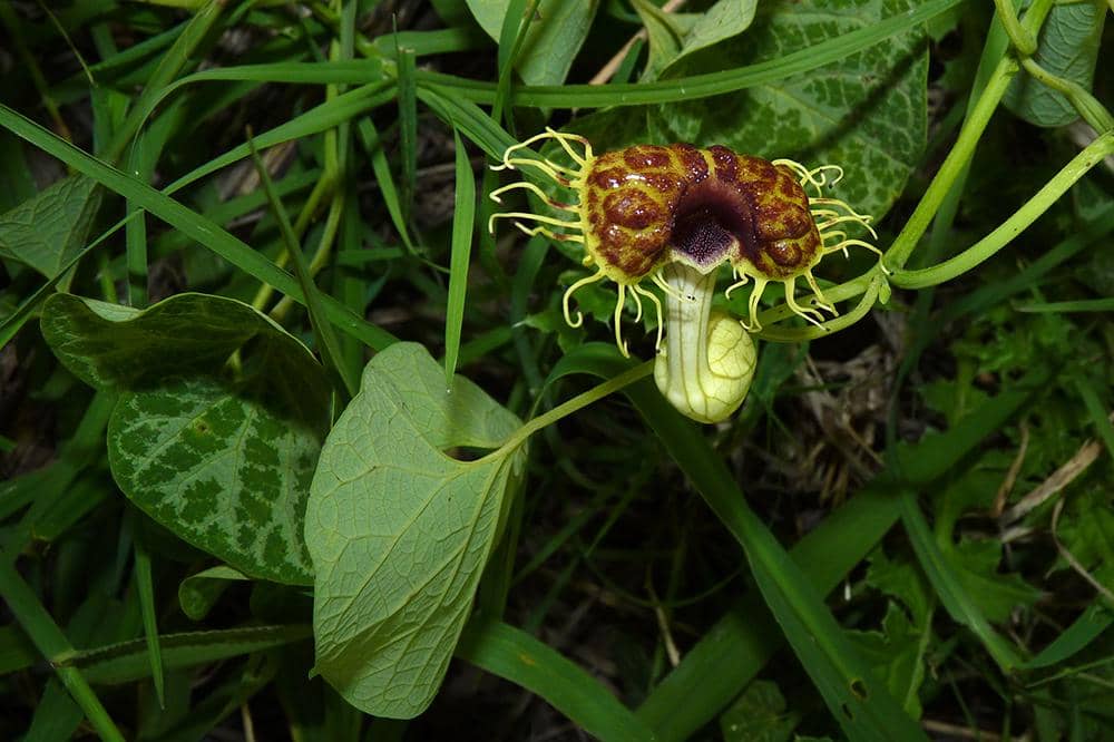 Bunga Aristolochia fimbriata