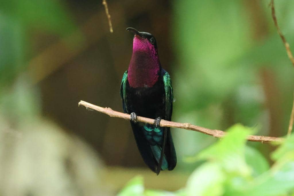 Burung Eulampis jugularis