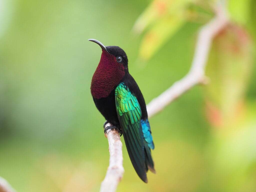 Burung Eulampis jugularis