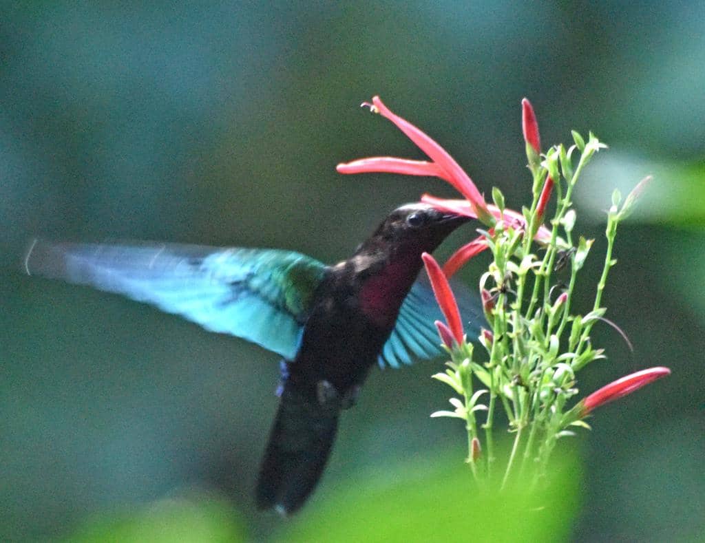 Burung Eulampis jugularis