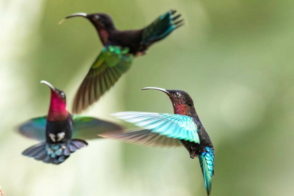 Burung Eulampis jugularis