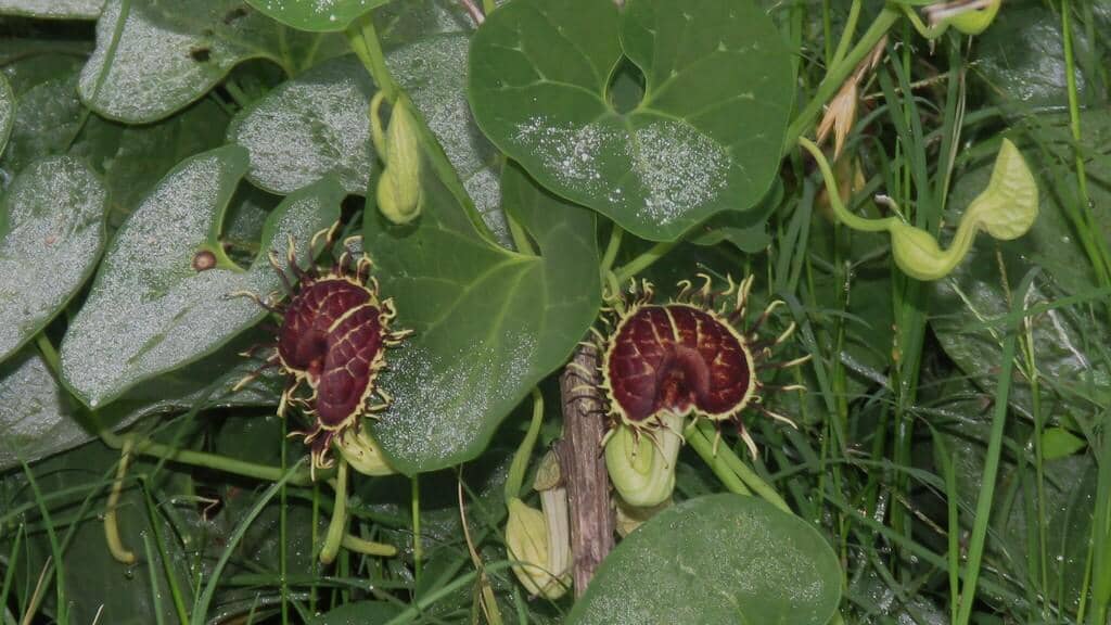 Bunga Aristolochia fimbriata