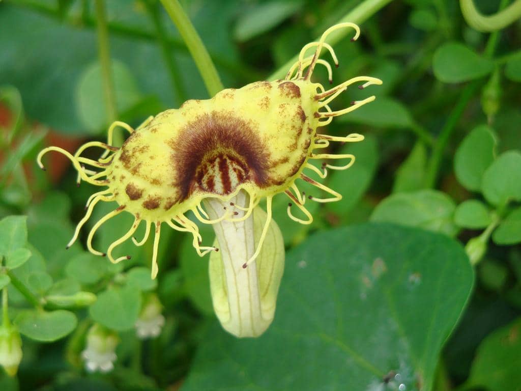 5 Fakta White Veined Pipevine, Tanaman Eksotis dengan Bunga yang Unik