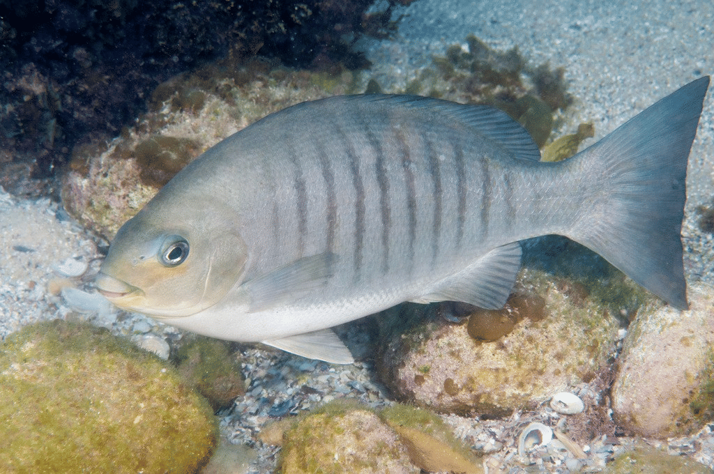 5 Fakta Ilmiah Ikan Luderick, Hidup di Perairan Australia