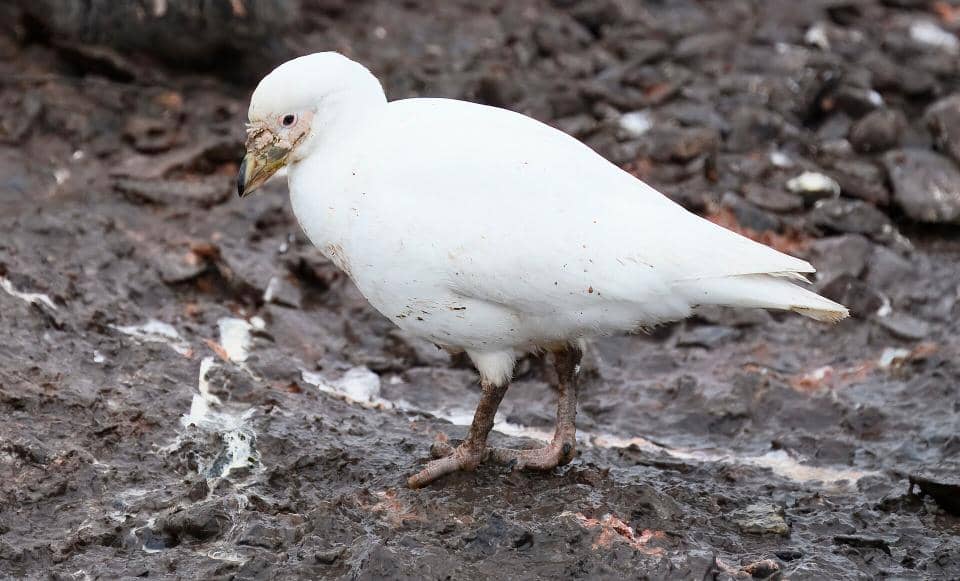 potret snowy sheathbill tanpa selaput kaki