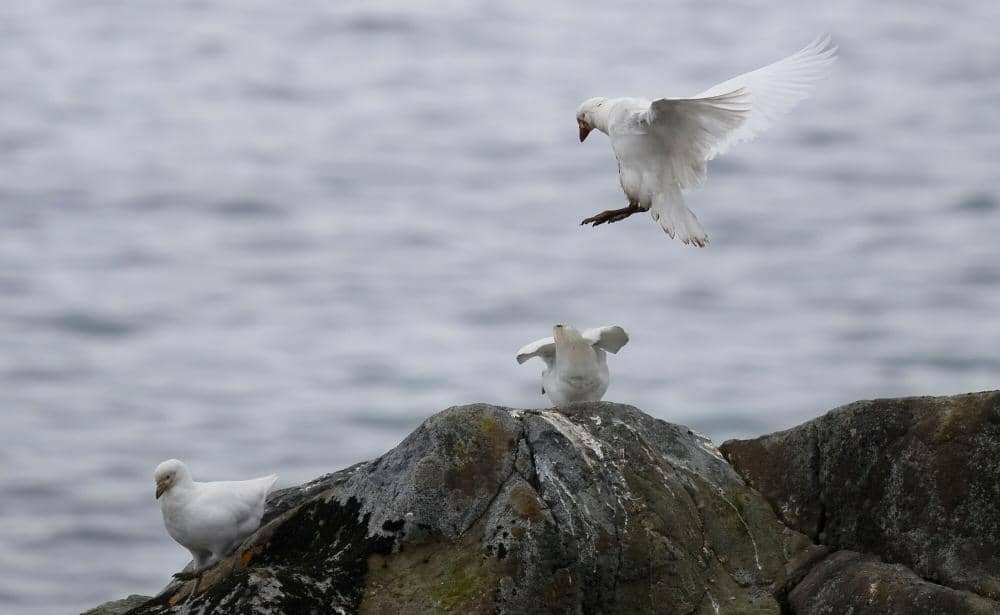 potret snow sheathbill tahan tanpa migrasi