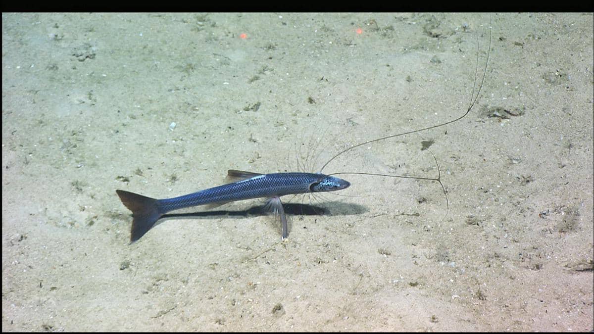 ikan tripod menunggu mangsa dengan diam sambil memanfaatkan arus laut.