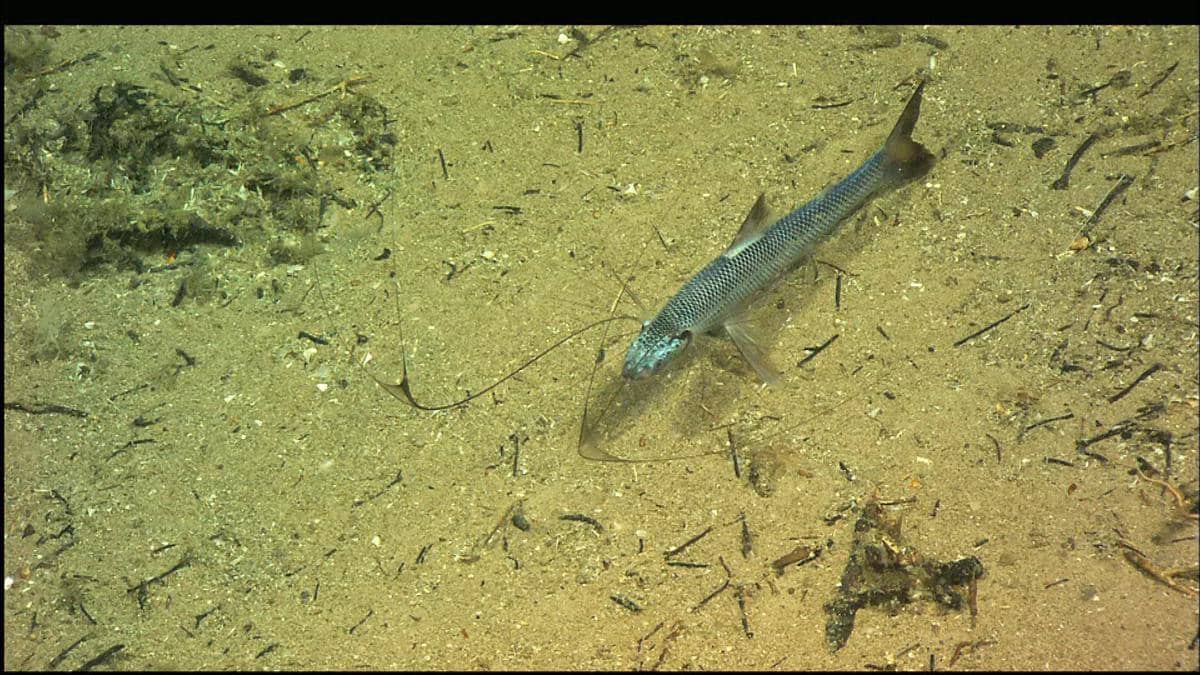 beberapa spesies ikan tripod memiliki kemampuan reproduksi sebagai hermafrodit.