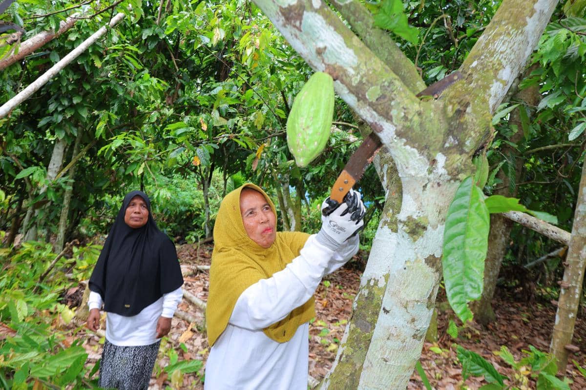 Perjuangan Nurhasanah, Hidupi Keluarga dari Budidaya Kakao