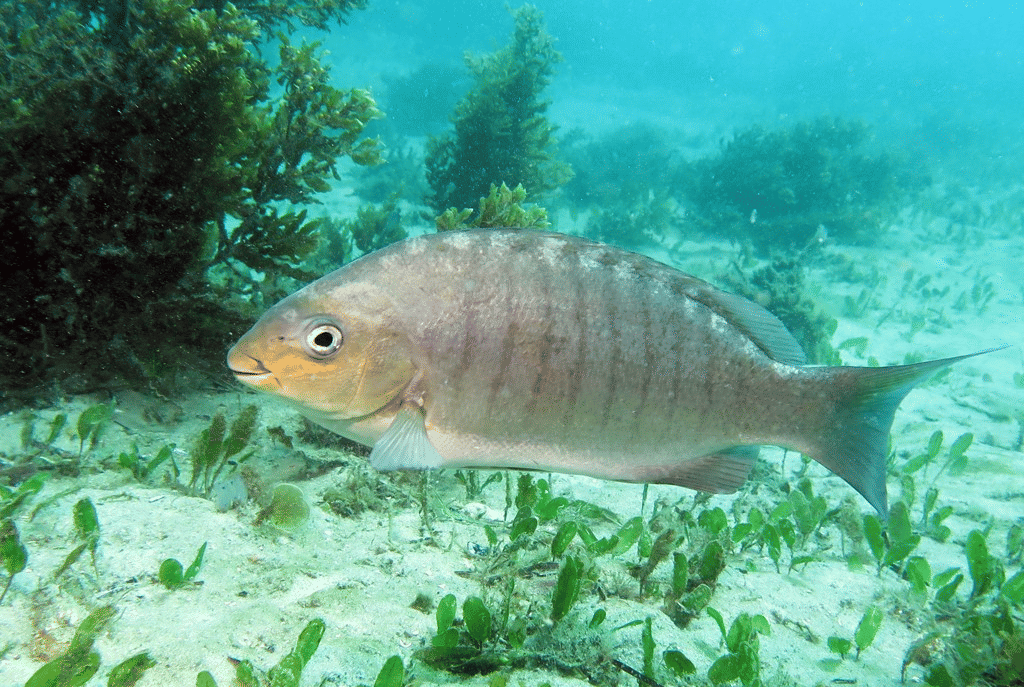 ikan luderick