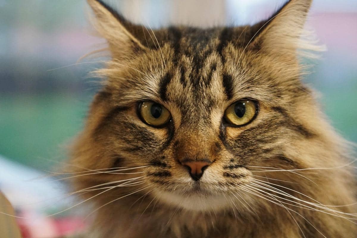 ilustrasi kucing Maine Coon