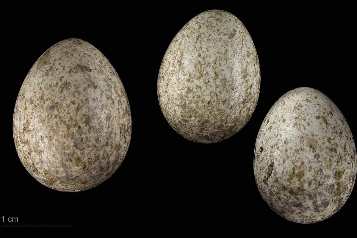 Telur burung kangkok Erasia terlihat mirip dengan telur burung Sardinian warbler