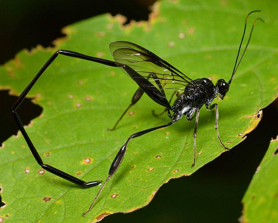5 Fakta American Pelecinid Wasp, Tawon Unik dengan Ekor Melengkung