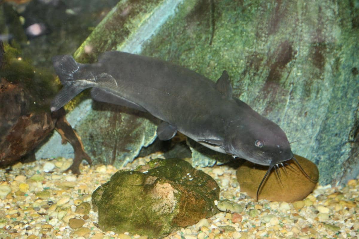 potret channel catfish