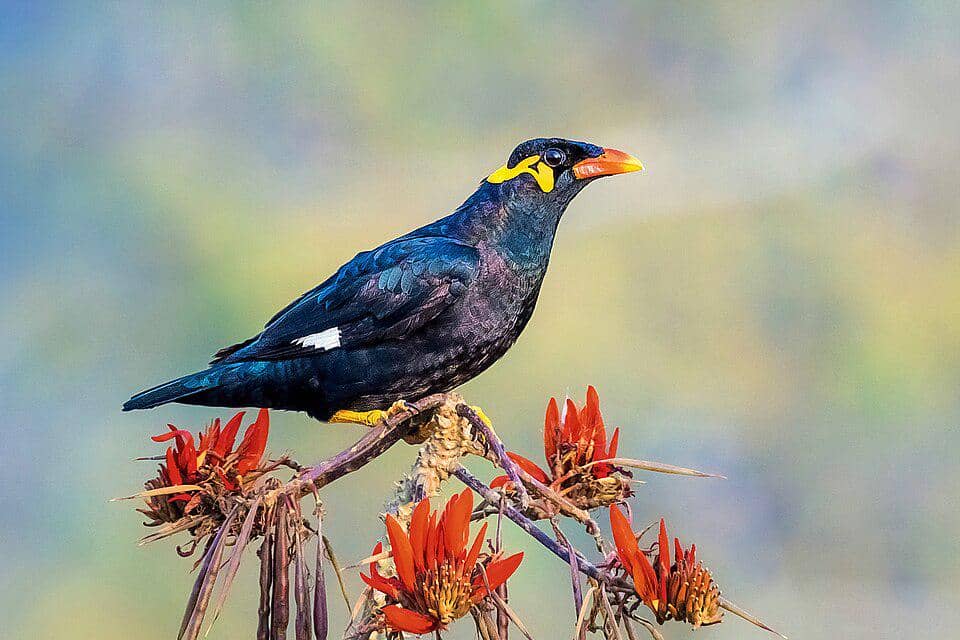 5 Fakta Menarik Common Hill Myna, si Peniru Ulung dari Hutan Tropis