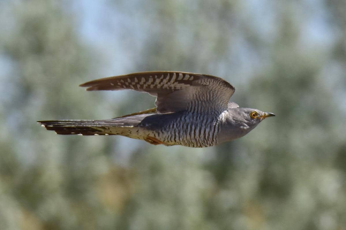 5 Fakta Kangkok Erasia, Burung Parasit Sarang yang Penuh Strategi