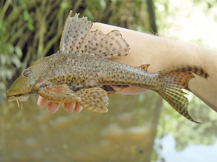 ikan sapu-sapu yang ditangkap di sungai