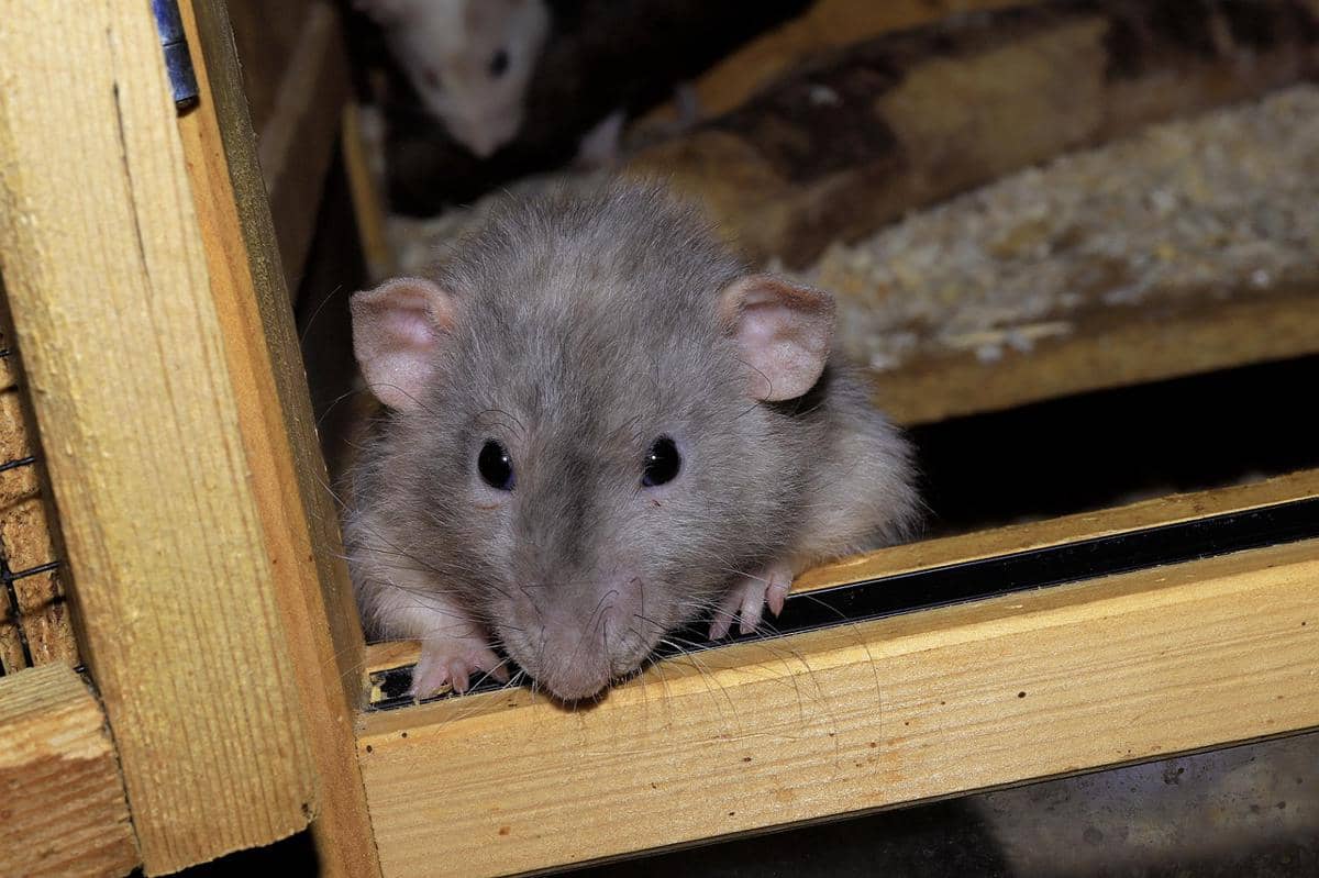 Hantavirus Hantui Dunia Kesehatan, Kenali Ciri dan Penangannya