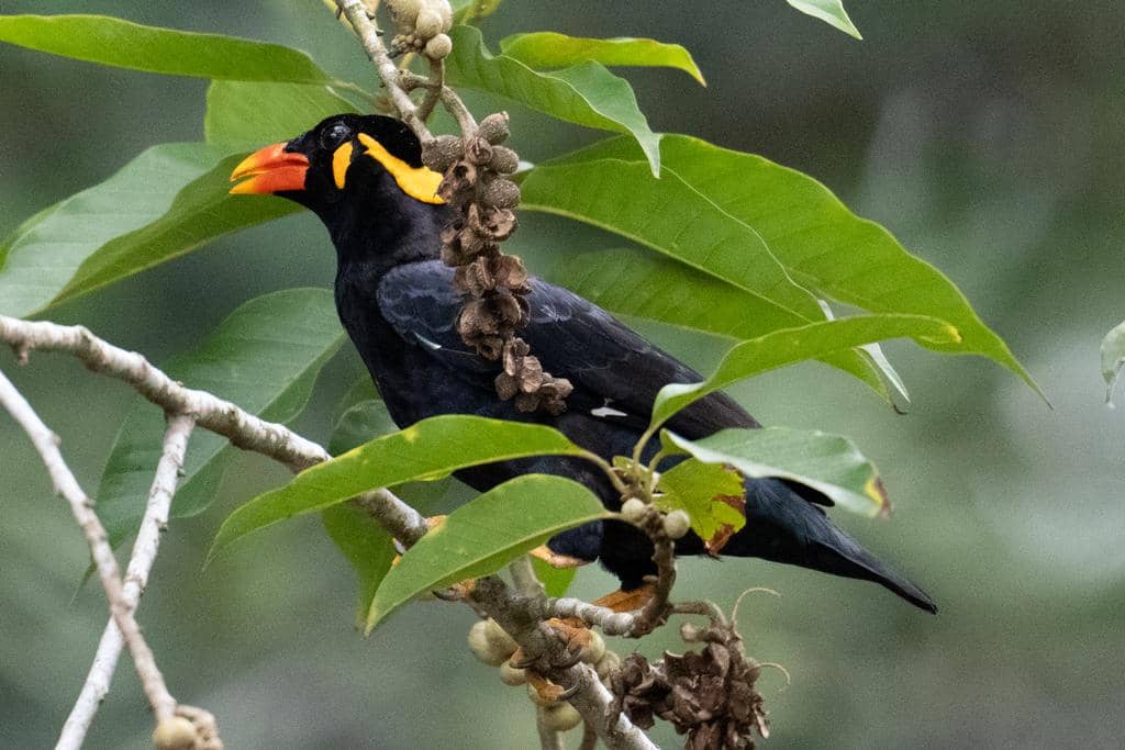 Burung Gracula religiosa