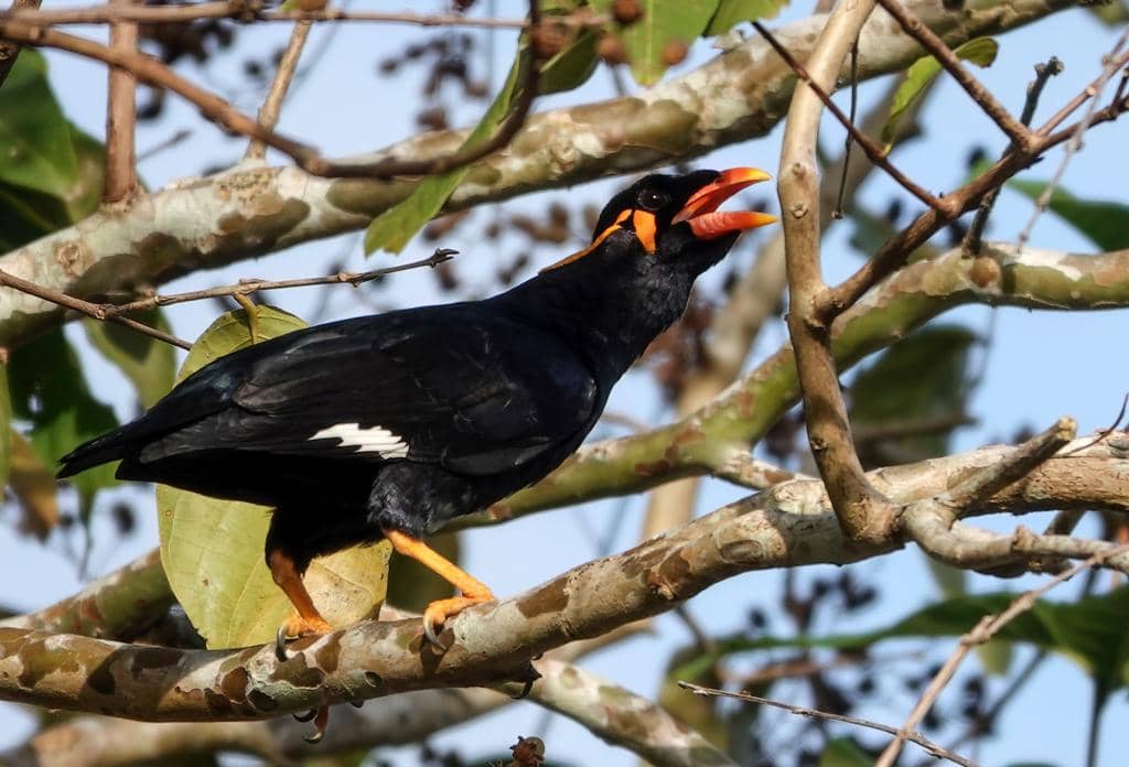 Burung Gracula religiosa