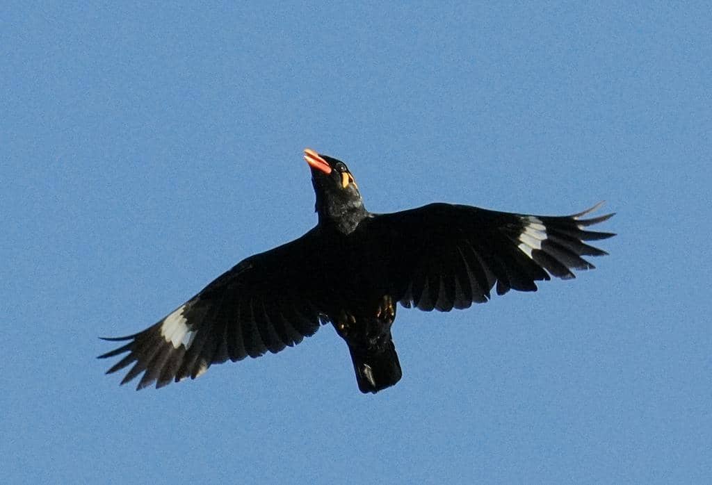 Burung Gracula religiosa