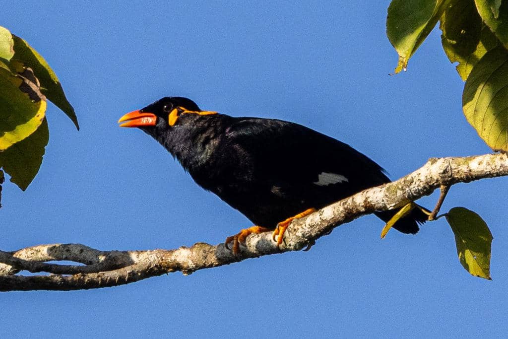 Burung Gracula religiosa