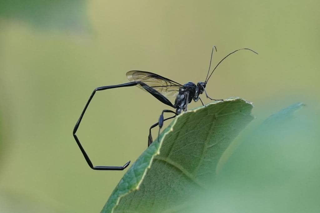 Tawon Pelecinus polyturator