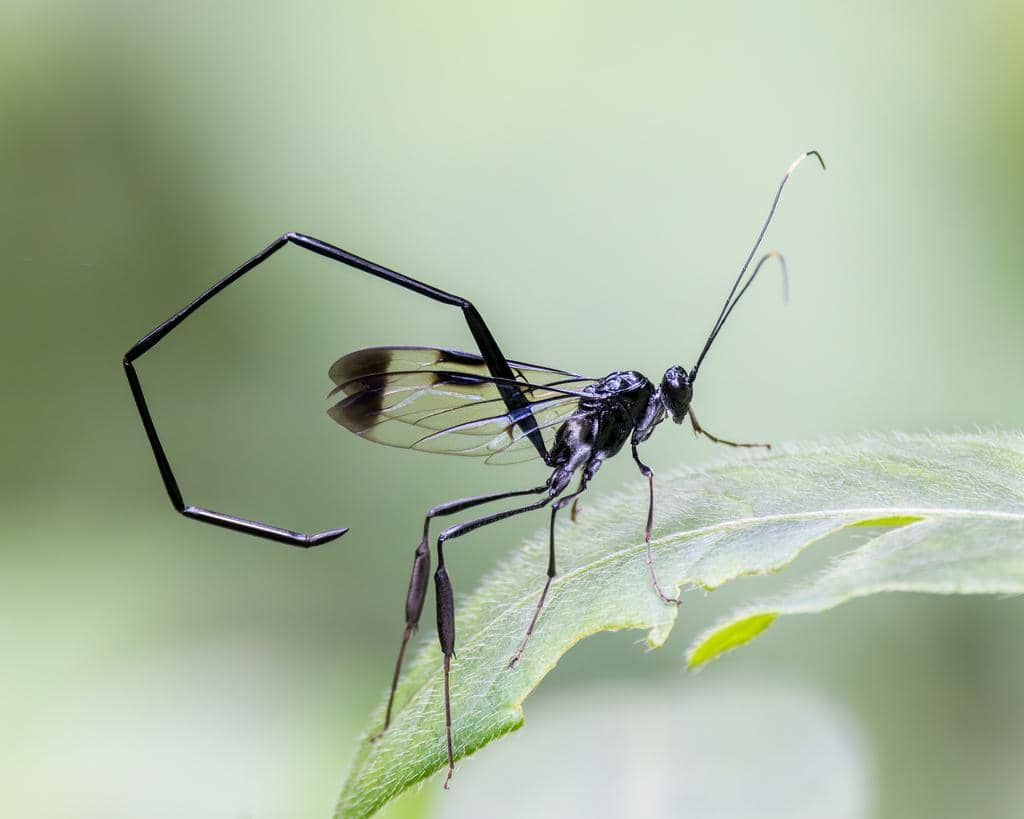 Tawon Pelecinus polyturator