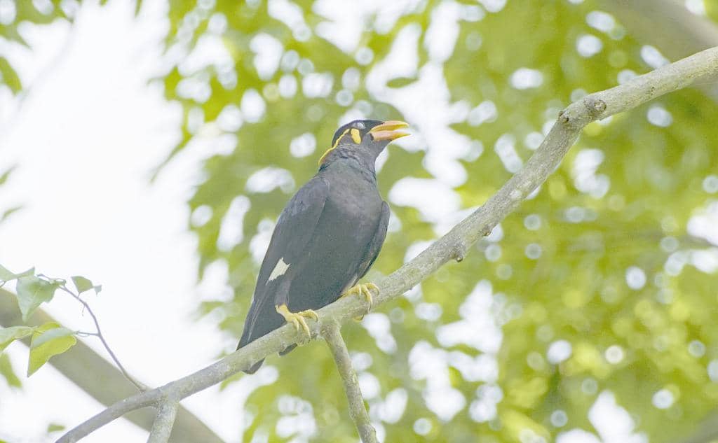 Burung Gracula religiosa