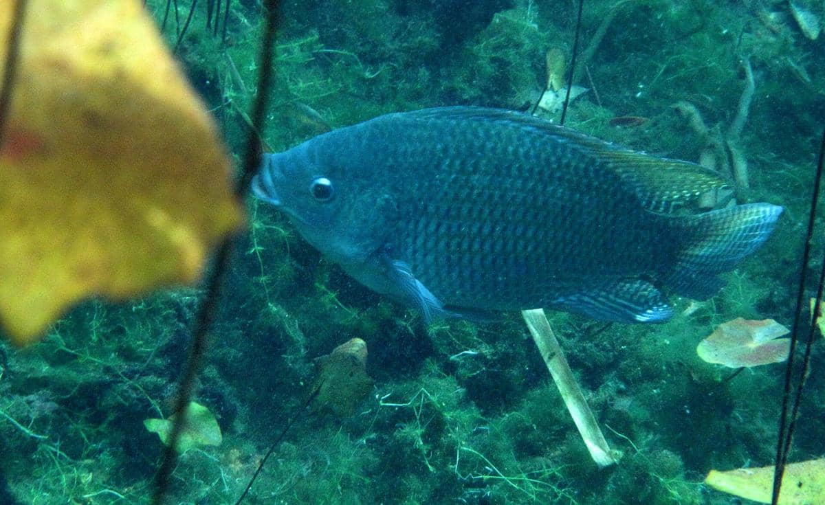 potret ikan nile tilapia