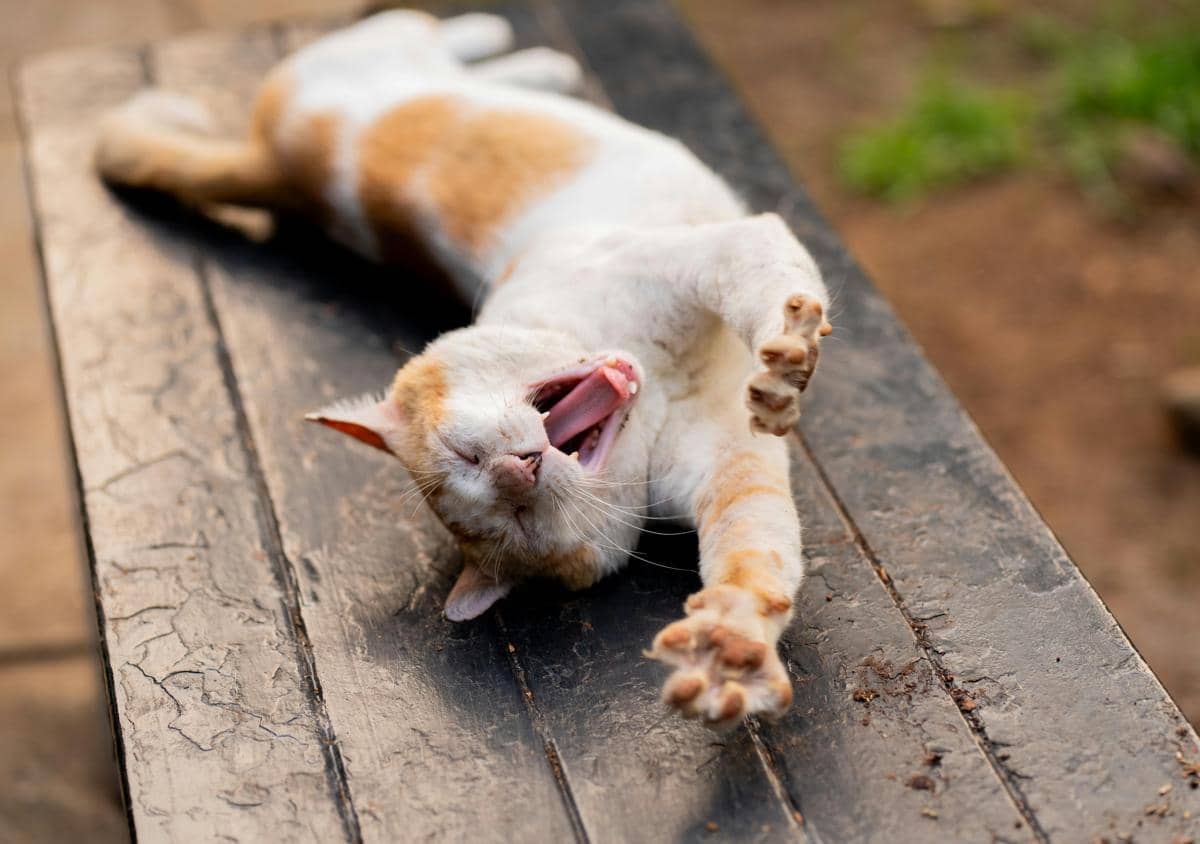Kucing meregangkan tubuhnya