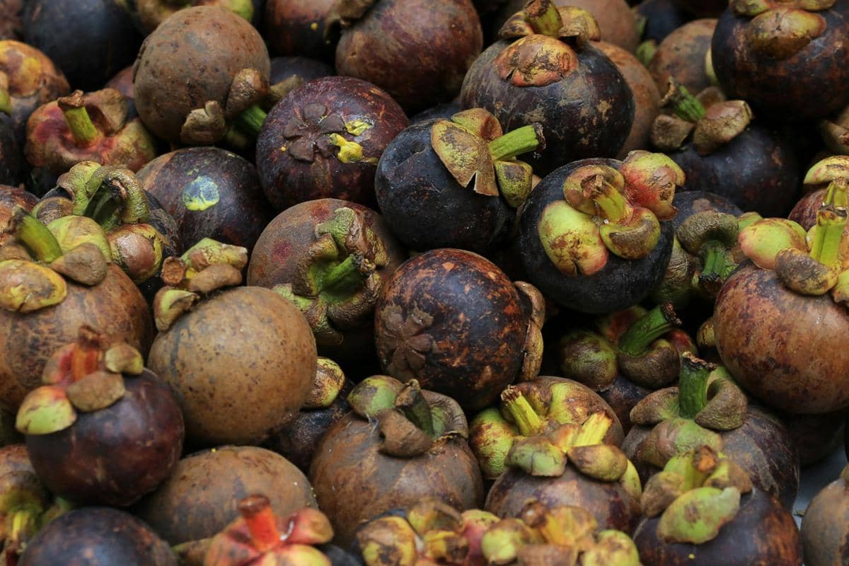 ilustrasi buah manggis