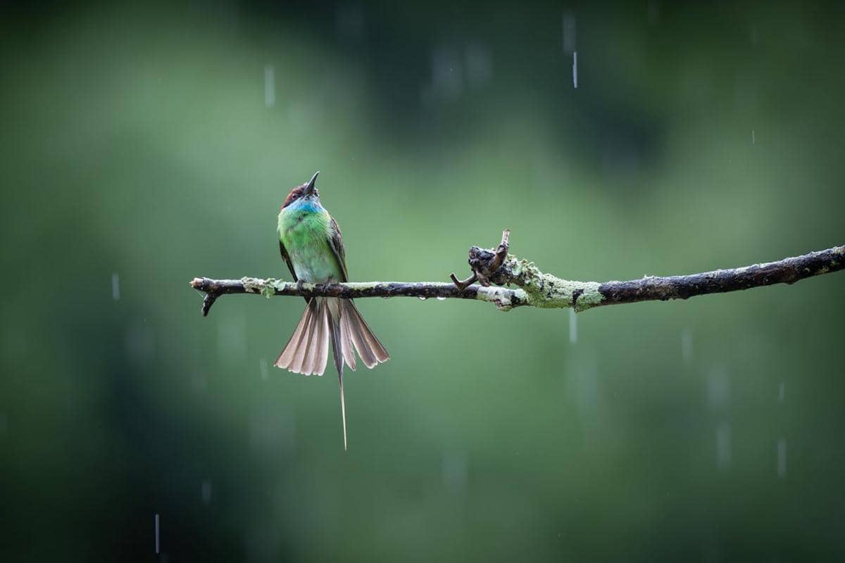 ilustrasi seekor burung