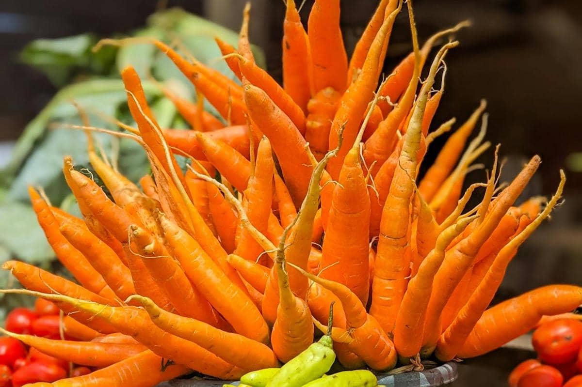 ilustrasi wortel nantes