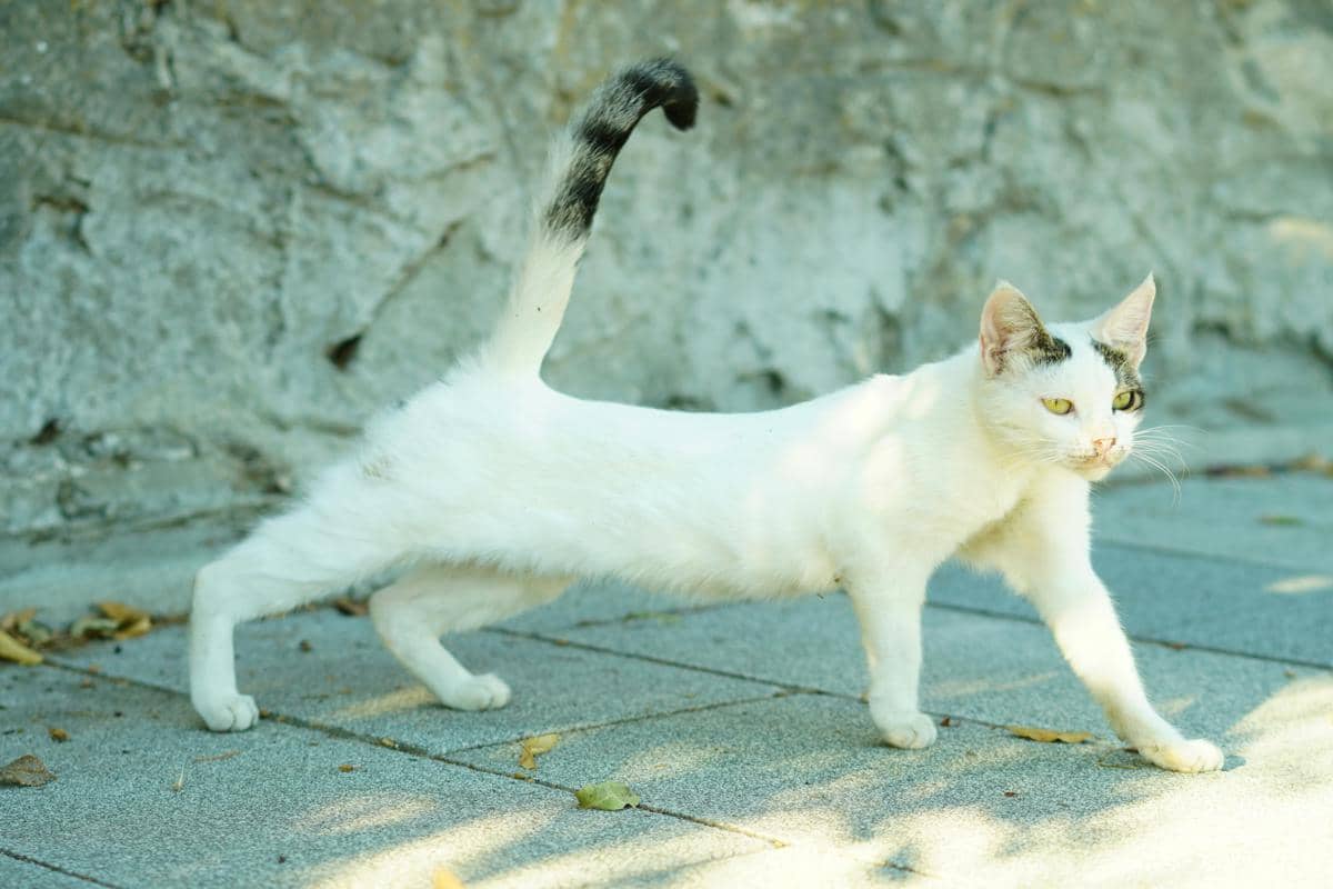 Kucing meregangkan tubuhnya