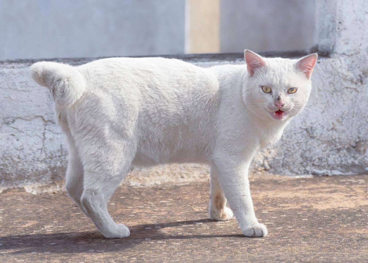 Mengapa Tidak Semua Kucing Memiliki Ekor?