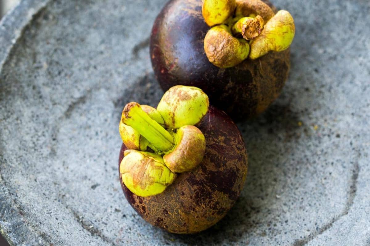 ilustrasi pilihlah tangkai buah manggis yang masih hijau atau segar 